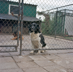 831135 Afbeelding van een stabij en een airdale-terrier in een kennel bij de Cactuskwekerij en hondenfokkerij A.N. ...